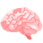 brain
