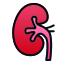 kidney